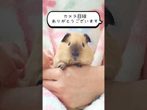モルモットの咀嚼音がかわよすぎる🐹