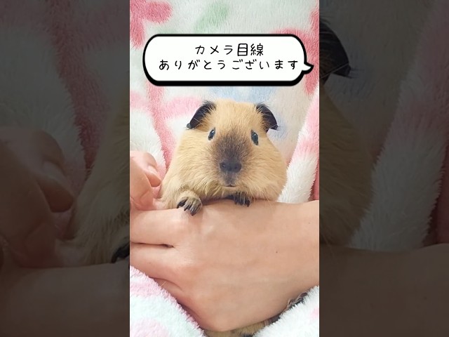 モルモットの咀嚼音がかわよすぎる🐹