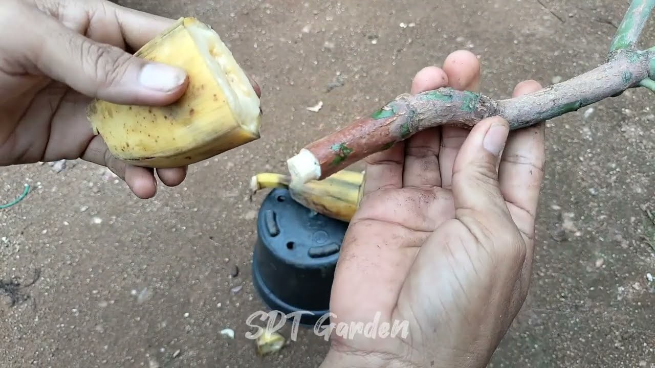 Cara Stek Mangga Cepat Berakar dan Cepat Tumbuh Tunas Dengan Menggunakan Pisang ‼️