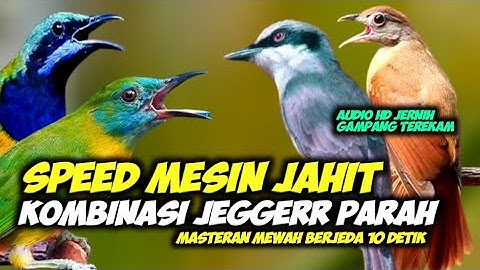 MASTERAN MESIN JAHIT PETULAK JINGJING KAPAS TEMBAK KINOI CUCAK CUNGKOK || JINGJING PETULAK GACOR