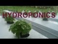 Hydroponic Farm Visit