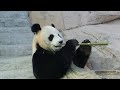 Как выбрать бамбук для панды 🐼😋