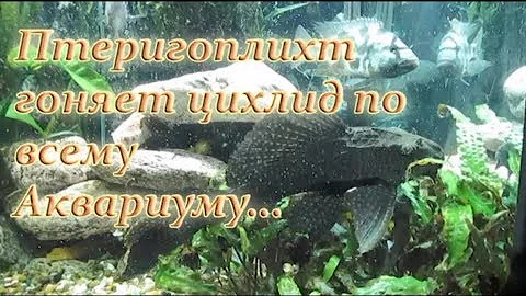 Птеригоплихт против 10 цихлид! Кто-кого?