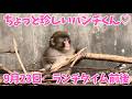 【最新】2026年9月23日ランチタイム前後のパンチくん! 　市川市動植物園のニホンザル【パンチくん🐵】がんばれパンチ