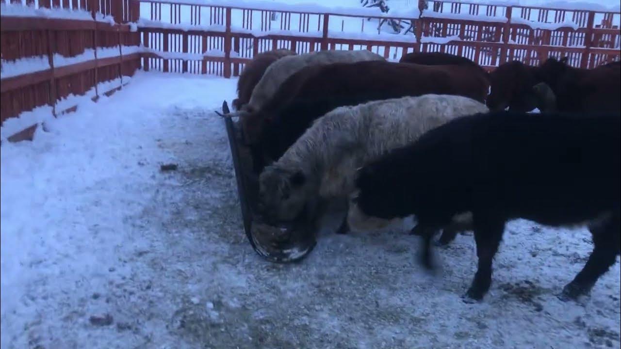 Alaska winter cattle health problems lice and preventing milk fever