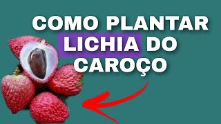 Como Plantar Lichia Com O Caroço Como Plantar Te De Lichia - Quem Planta, Colhe.