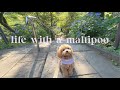 Life with a Maltipoo 🐶💜 Park Days 🐾☀️ Saturday cleaning day 🫧
