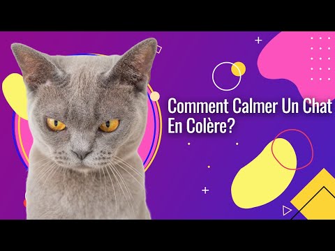 Vidéo: Façons d'aider votre chat en colère