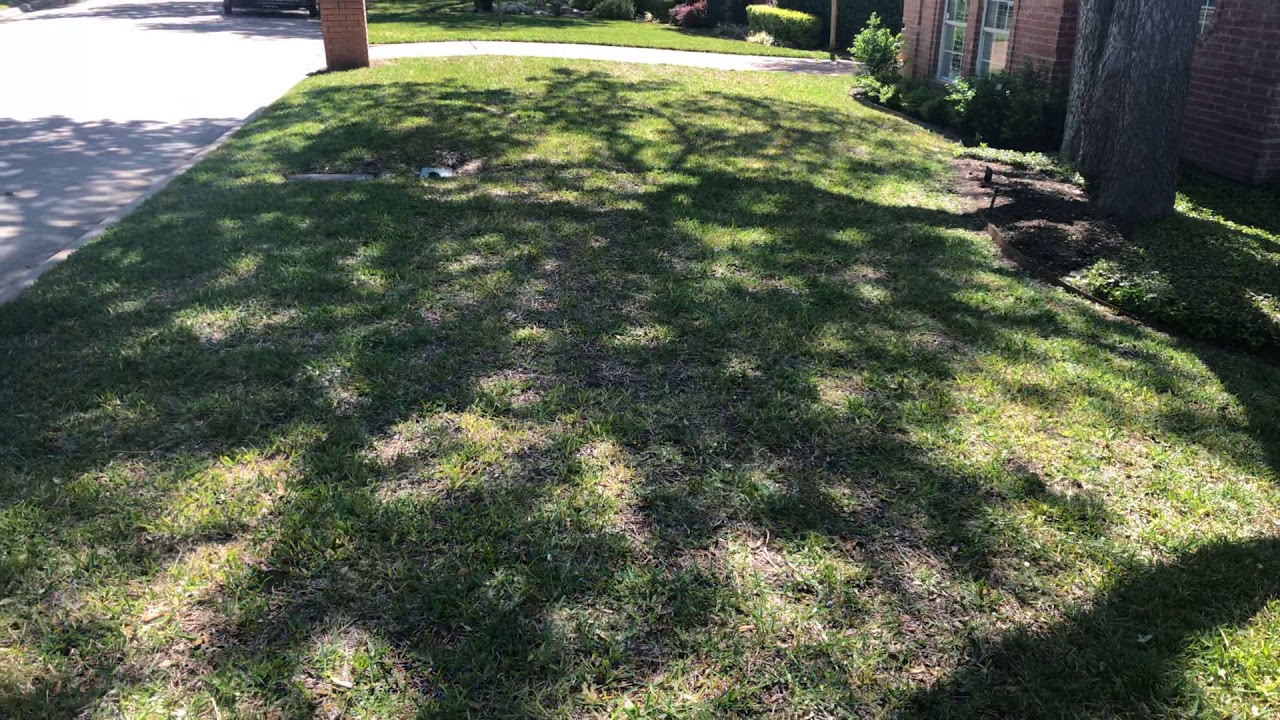 Gray leaf spot ST Augustine - YouTube