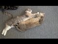 ママが大好き可愛い大きな仔猫  Cutest big kitten loves her mom