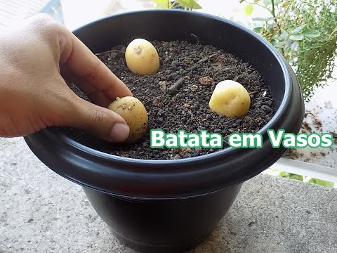 Como Plantar Batata em Vasos (incio,meio,fim)