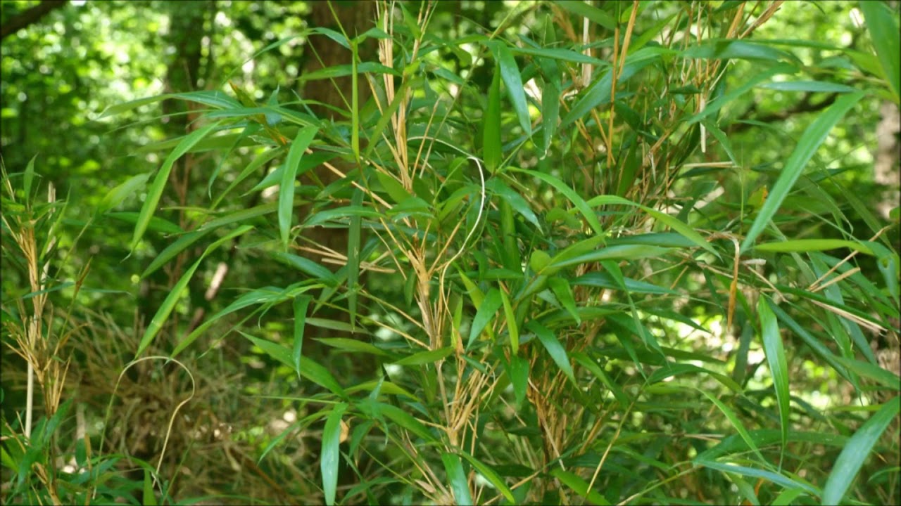 River Cane For Sale YouTube