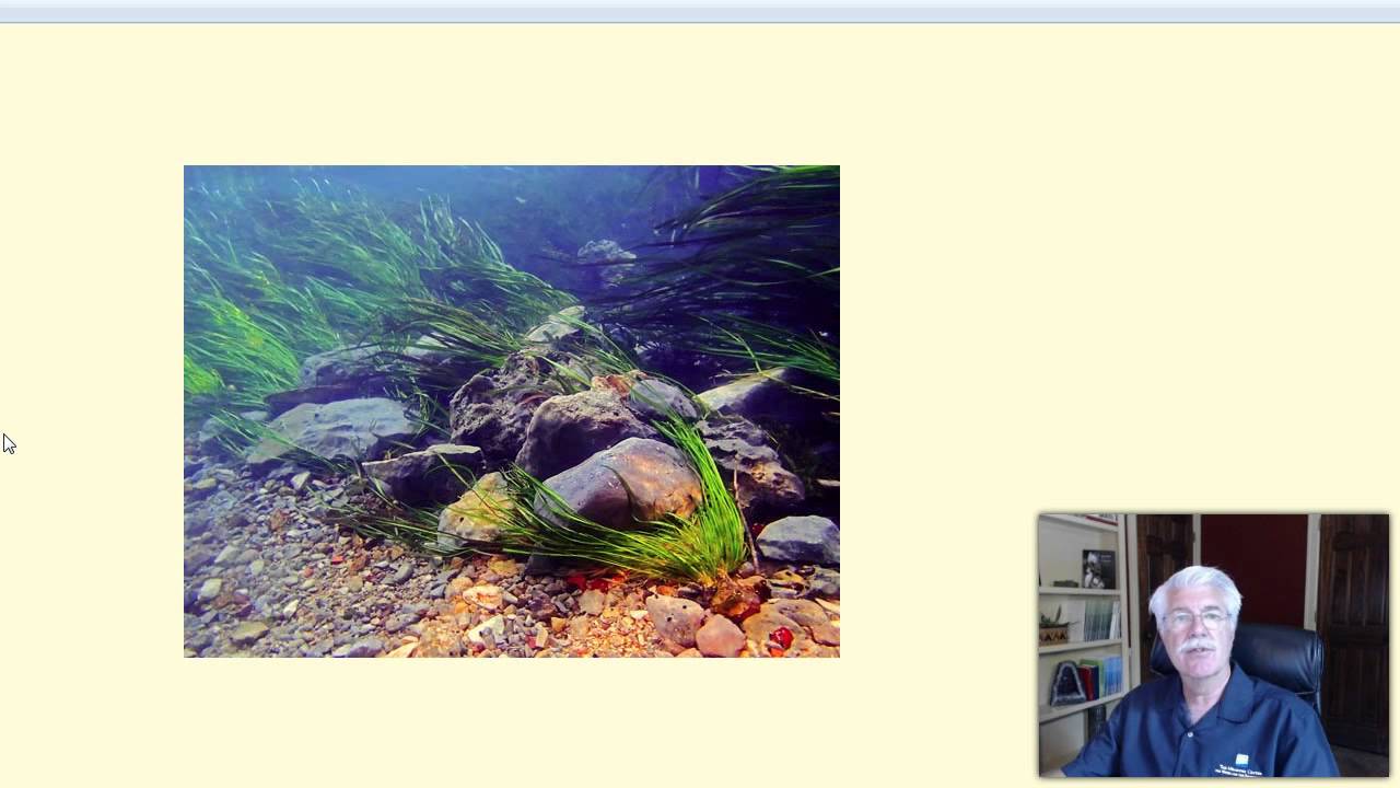 Stream Ecosystems - L8.4