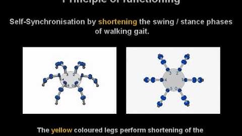 Firefly synchronization of robot