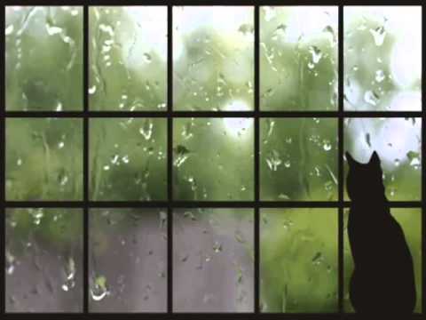 ბეთჰოვენი     ზაზუნა