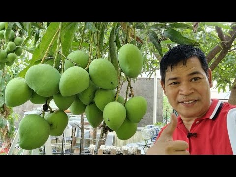 Video: Maaari Ka Bang Magtanim ng Puno ng Pawpaw Mula sa Binhi - Alamin Kung Kailan Maghasik ng Mga Buto ng Pawpaw