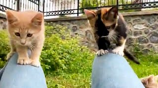 Funny kittens play happilyin a park in Istanbul.