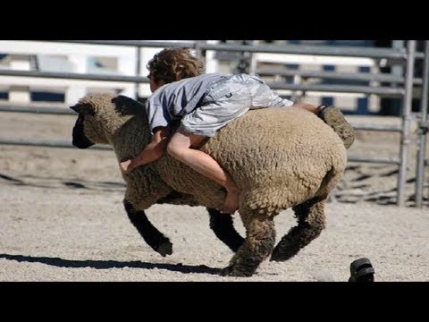 Enfants drôles et les tout-petits jouant avec les animaux de la ferme