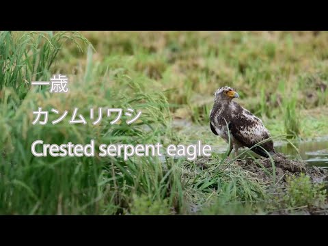 【一歳】カンムリワシ Crested serpent eagle