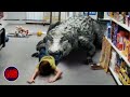 Crocodiles in the Supermarket | Lake Placid 3