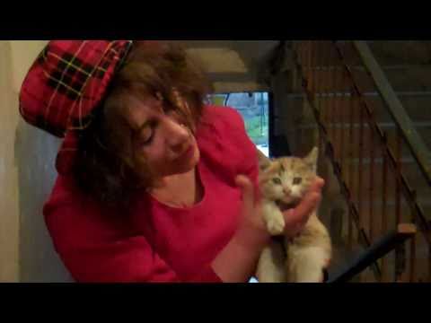 Video: Գծային օտար մարմինն ու ձեր կատուն ՝ կատուներ և լարեր