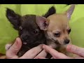 PERROS - Cómo son los perros de la raza Chihuahua. Origen y características