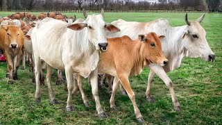 Suara sapi Lucu memanggil kawan untuk pulang ke kandang - Bunyi Lembu lucu di Ladang rumput hijau