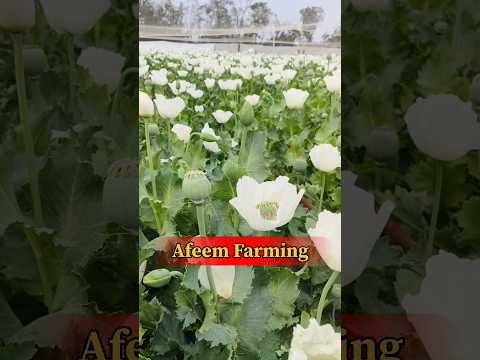 Afeem #afeemfarming #agriculture #farming #viral #viralshorts #viralvideo