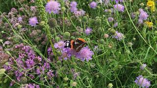 Duifkruid Scabiosa Columbaria Nl Bloeit Planten Van Hier
