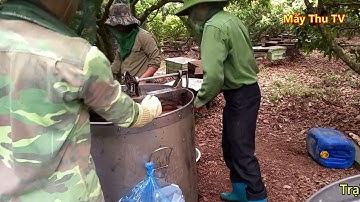 CẬN CẢNH QUAY MẬT ONG HOA VẢI 2021