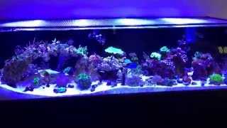 6' shallow reef update - new blue jaw trigger fish and stand sides