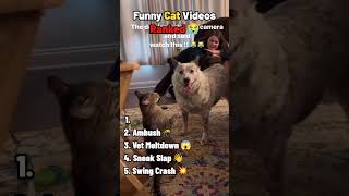 Funny Cat Videos Ranked (#1 is chaos 😭)