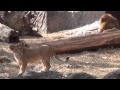 東山動植物園　ライオン親子