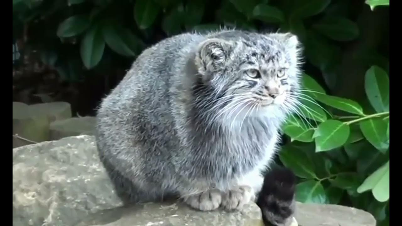 Манул. - YouTube