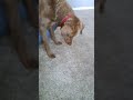Intruder Alert!