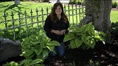 Hostas in Pots