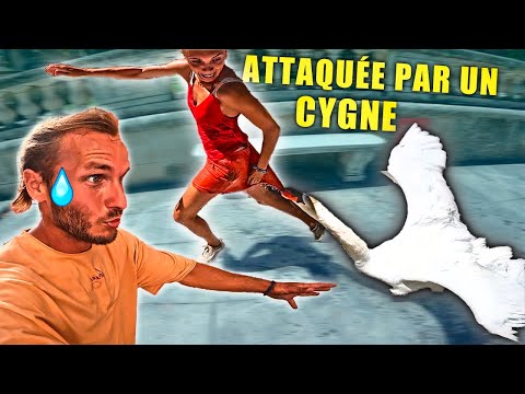 Ma COPINE se fait ATTAQUER par un CYGNE ! (c'est chaud)