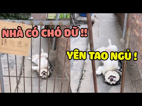 Nuôi CHÓ để giữ nhà - NGỦ DẬY nó mới giữ nhà... 😀 | Yêu Lu Official