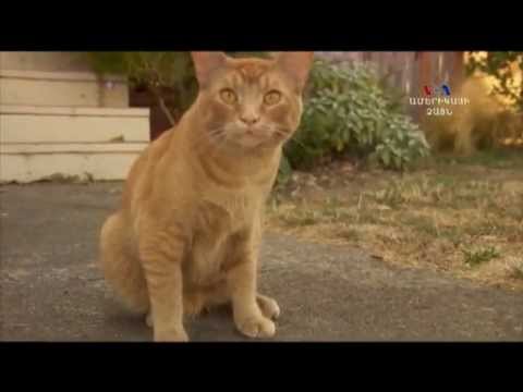 Video: Լավագույն կատուների համար եղջյուրի բուժումը