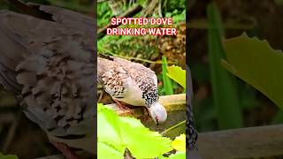 Spotted Dove Drinking Water | Beautiful Bird Close-Up at Lily Pond #birds #nature #shorts