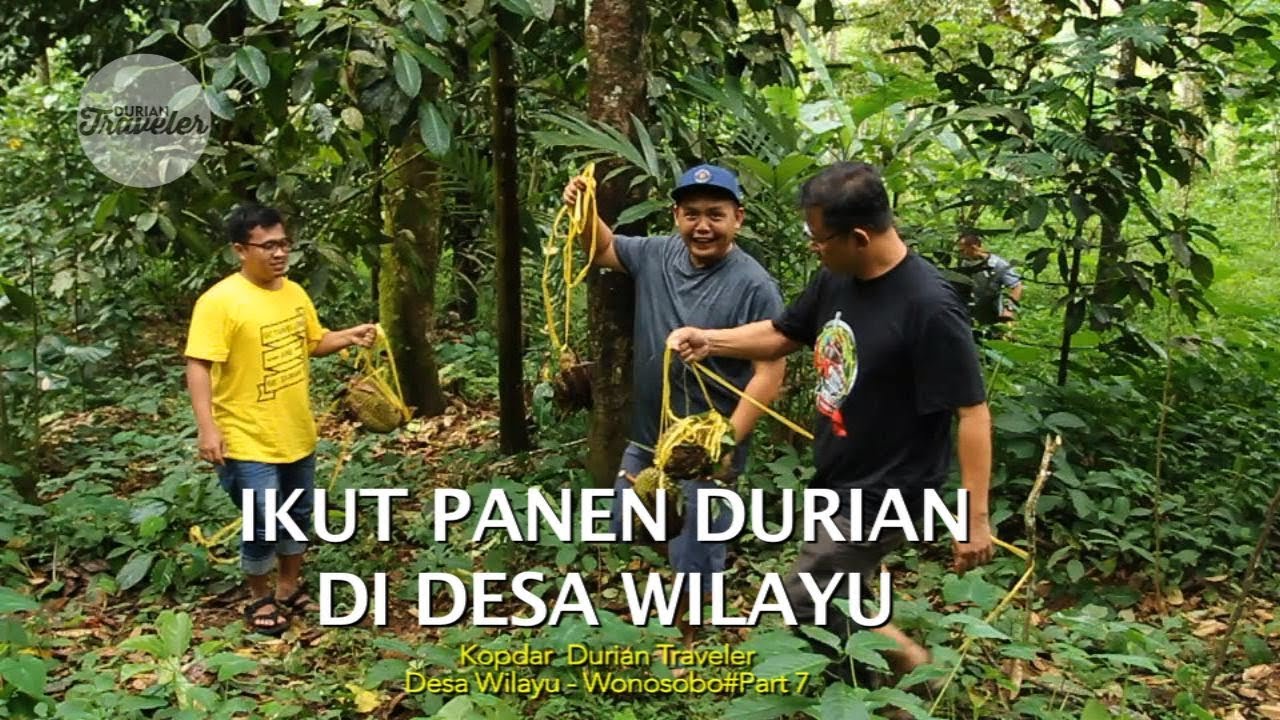 IKUT PANEN DURIAN DI DESA WILAYU-WONOSOBO