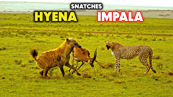 Leopard Fails Successfully..😂😂