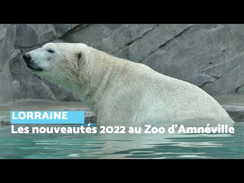 Les nouveautés 2022 au zoo d'Amnéville