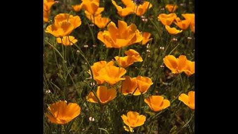 سورة التين بصوت الشيخ ماهر المعيقلي ترديد 3 مرات