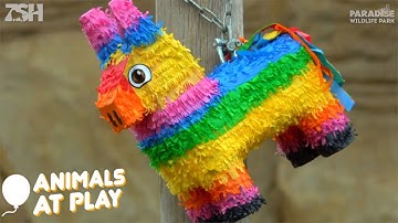 White Lions VS Fortnite Llama Pinata
