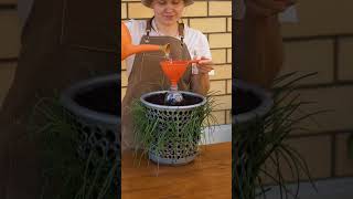 🍄🟫 Гениальные Способы Выращивания Растений Везде 🍄🟫 🍄🟫 🍄🟫