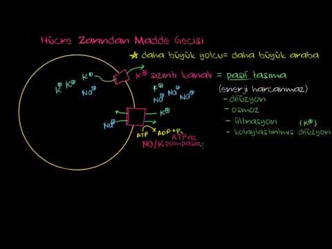 Video: Membran taşıma proteini çalışmazsa ne olur?