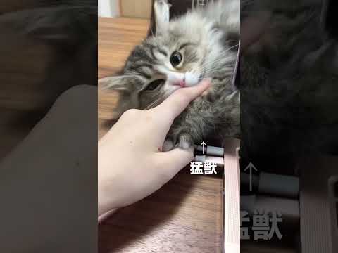 猛獣【サイベリアン】Beast