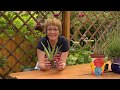 Orvosi aloé (Aloe vera) gondozása és szaporítása - Kertbarátok - Kertészeti TV - műsor