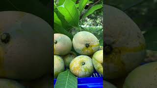 mango 🥭 mango 🥭 fruit 🍓🍑 garden 🏡 Agriculture jobs projects for Natural Bangladesh